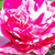 Rose-blanche - Rosiers couvre-sol - Gaudy™